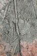 Moroccan Crinoid (Scyphocrinites) Plate #56220-2